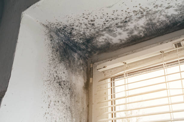 Affordable Basement Mold Removal solutions in Fairview, NY